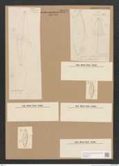 Diatomeae indet. Zeichnungen Sammlung Grunow Nr. 1821 (NHMW-BOT-W0368741)